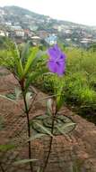 Image de Ruellia simplex Wright