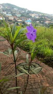 Image de Ruellia simplex Wright