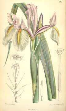 Image of Morocco iris