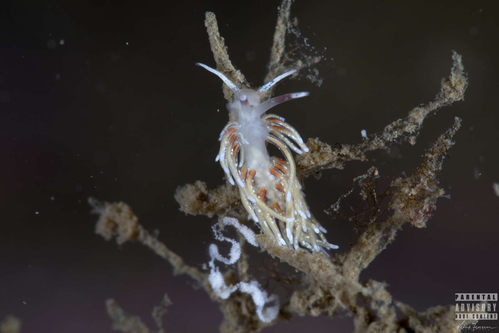 Image of Rubramoena rubescens (Picton & G. H. Brown 1978)