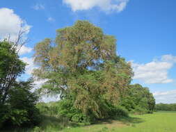 Image of Small-leaved Elm