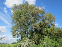 Image of Small-leaved Elm