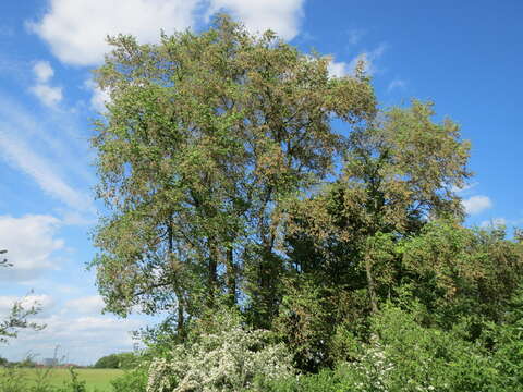 Image of Small-leaved Elm