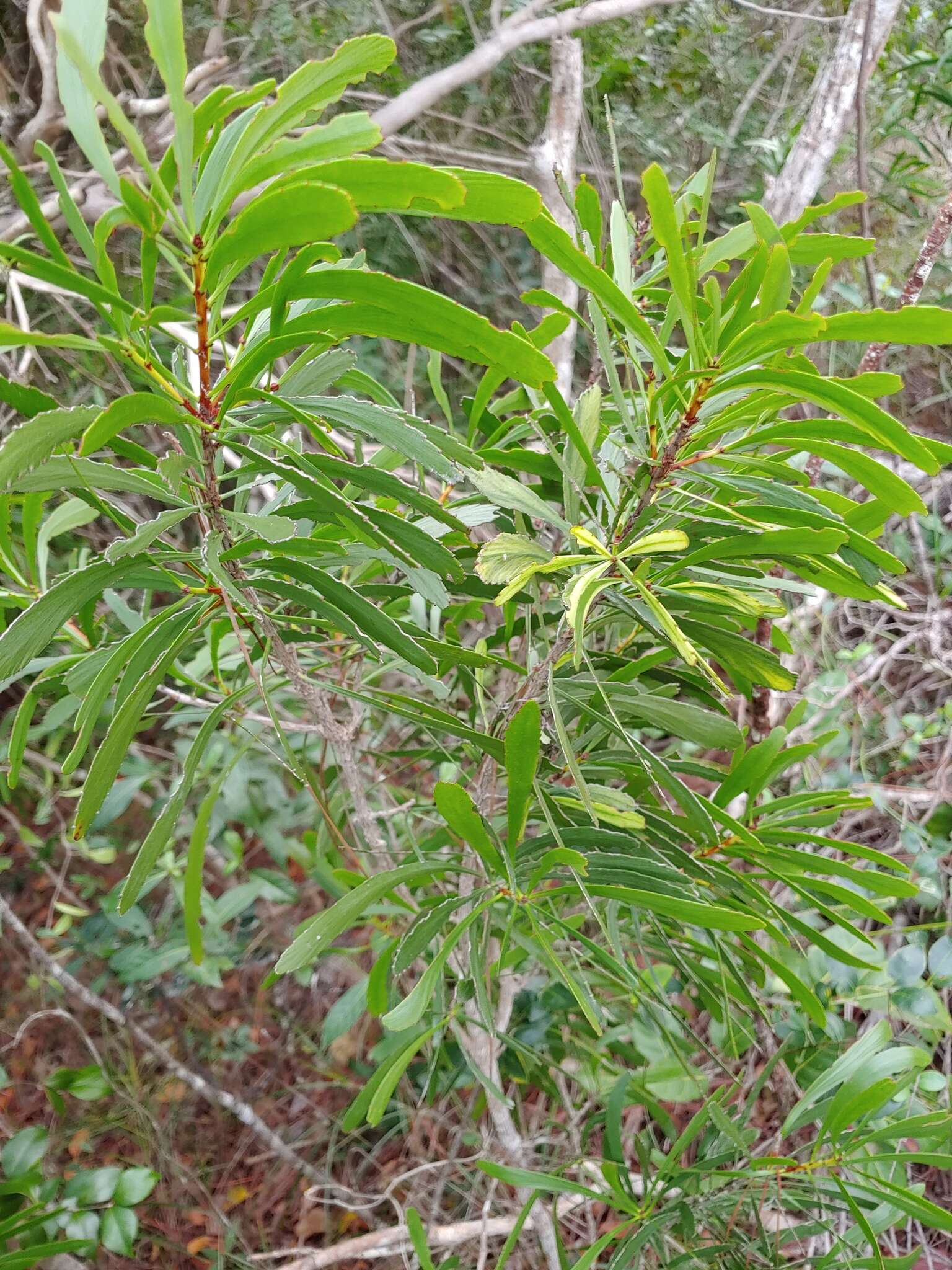 Слика од Phyllanthus epiphyllanthus L.