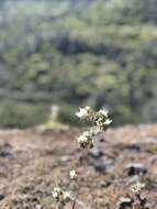 Image of Kaweah River phacelia