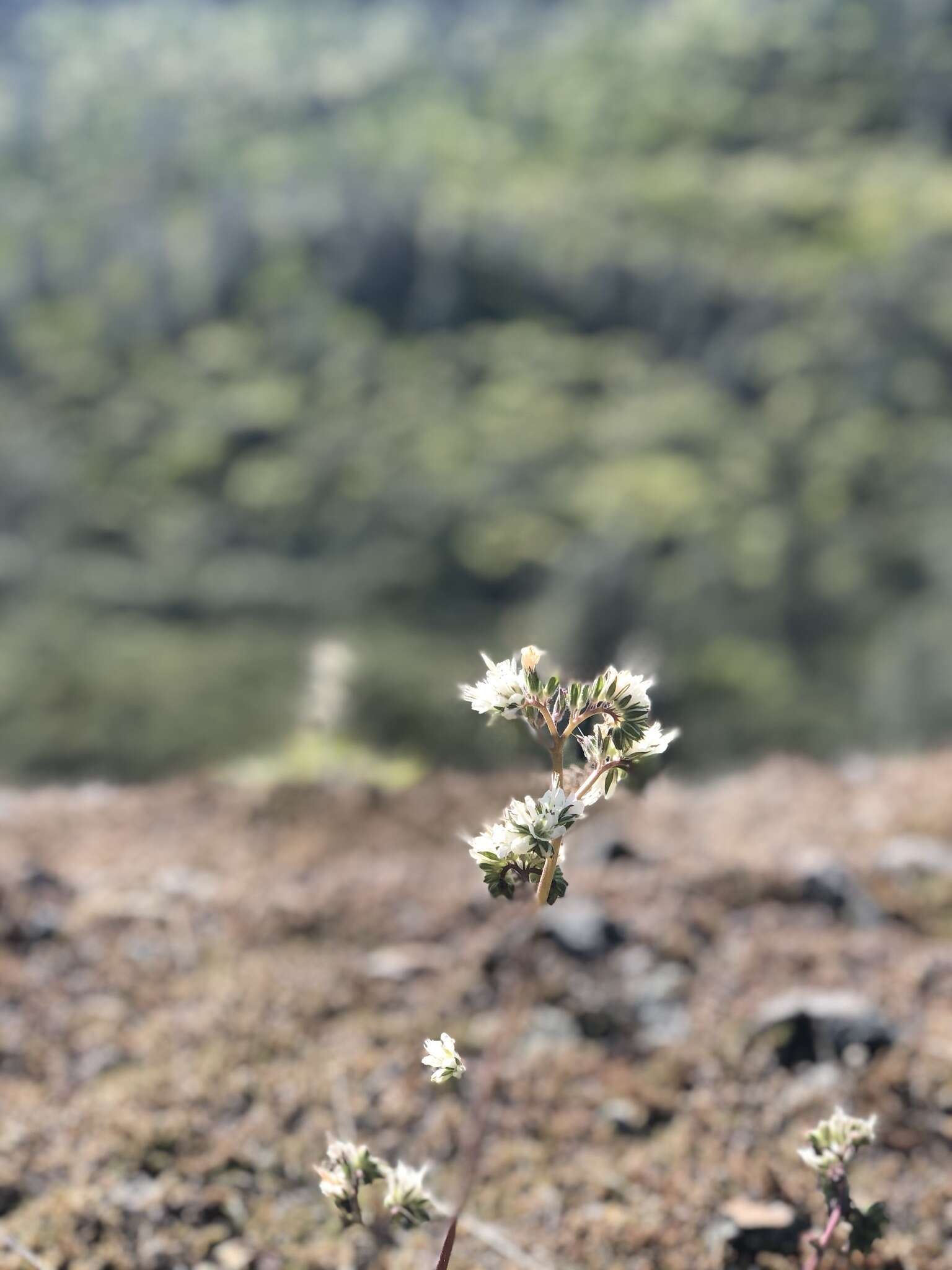 Phacelia egena (Greene ex Brand) J. T. Howell的圖片