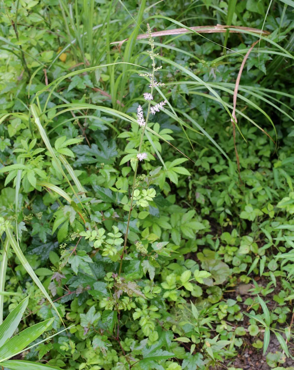 Image of Astilbe microphylla Knoll