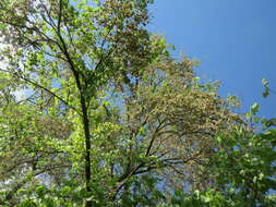 Image of Small-leaved Elm