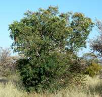 Image of African weeping-wattle