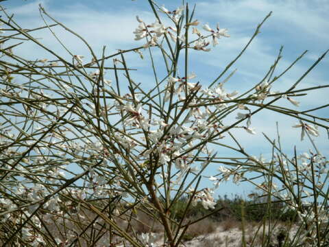 Image of Retama monosperma