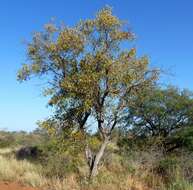 Image of Red bushwillow