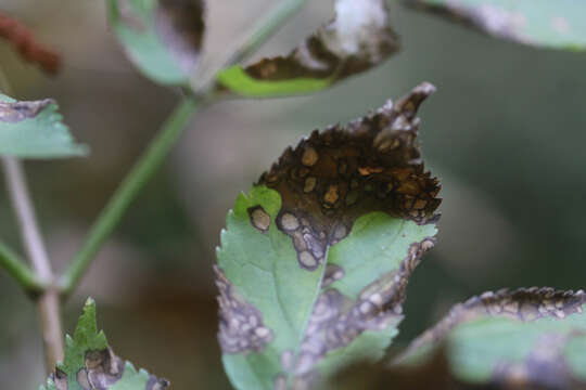 Image of Pseudocercospora depazeoides (Desm.) U. Braun & Crous 2015