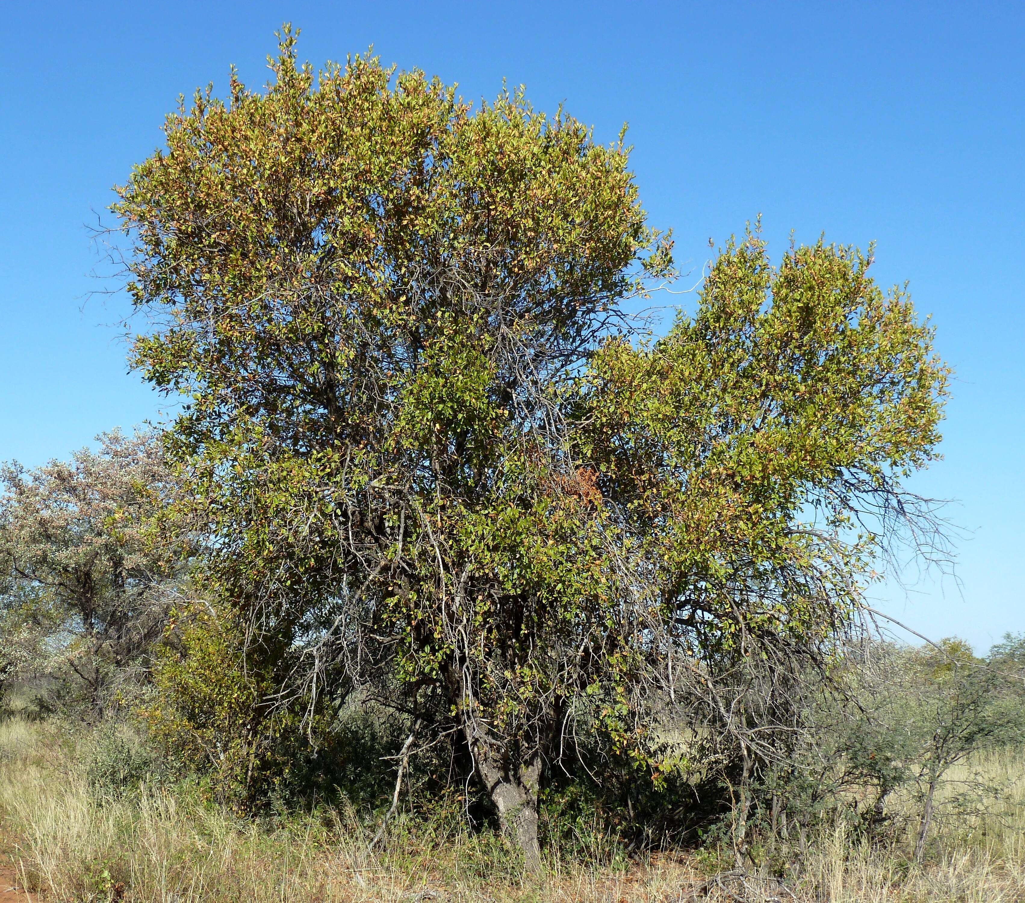 Imagem de Combretum apiculatum Sond.