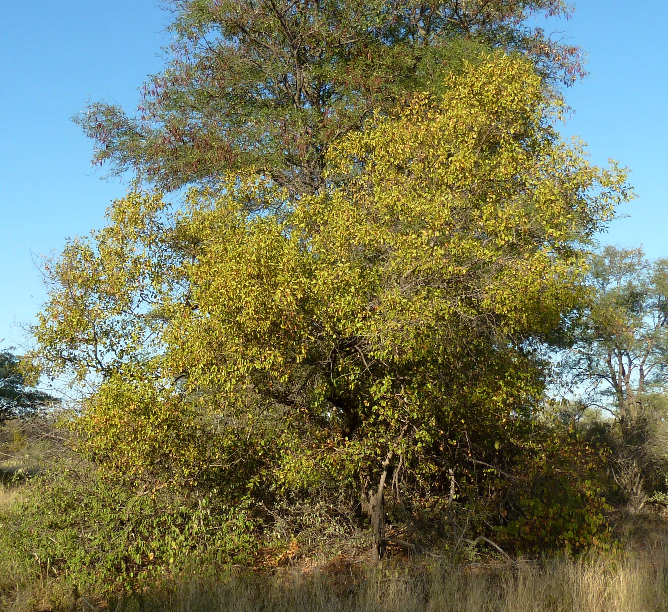 Image of Red bushwillow