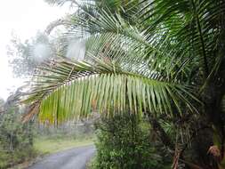 Image of Sierran palm