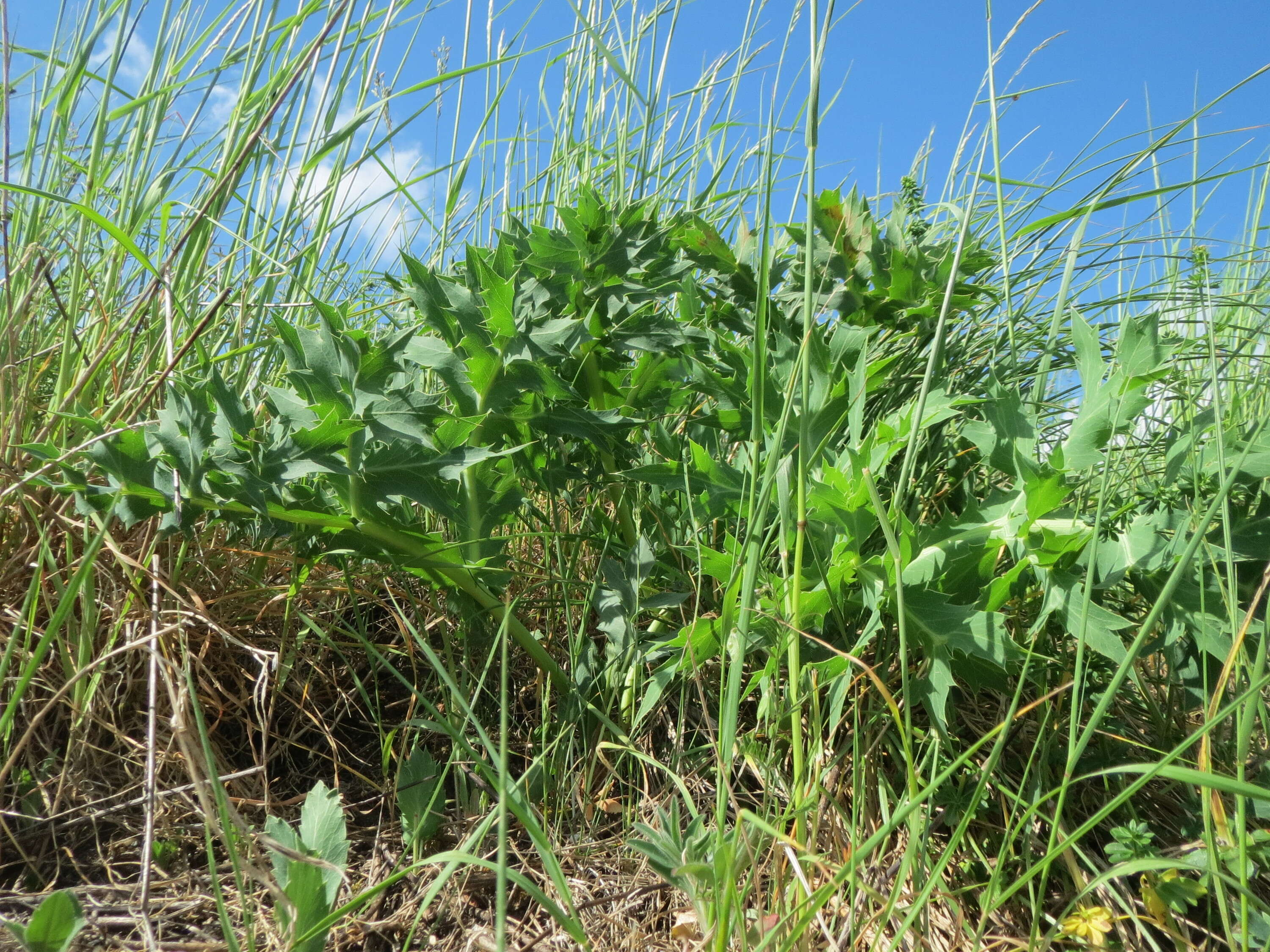 Image de chardon roulant