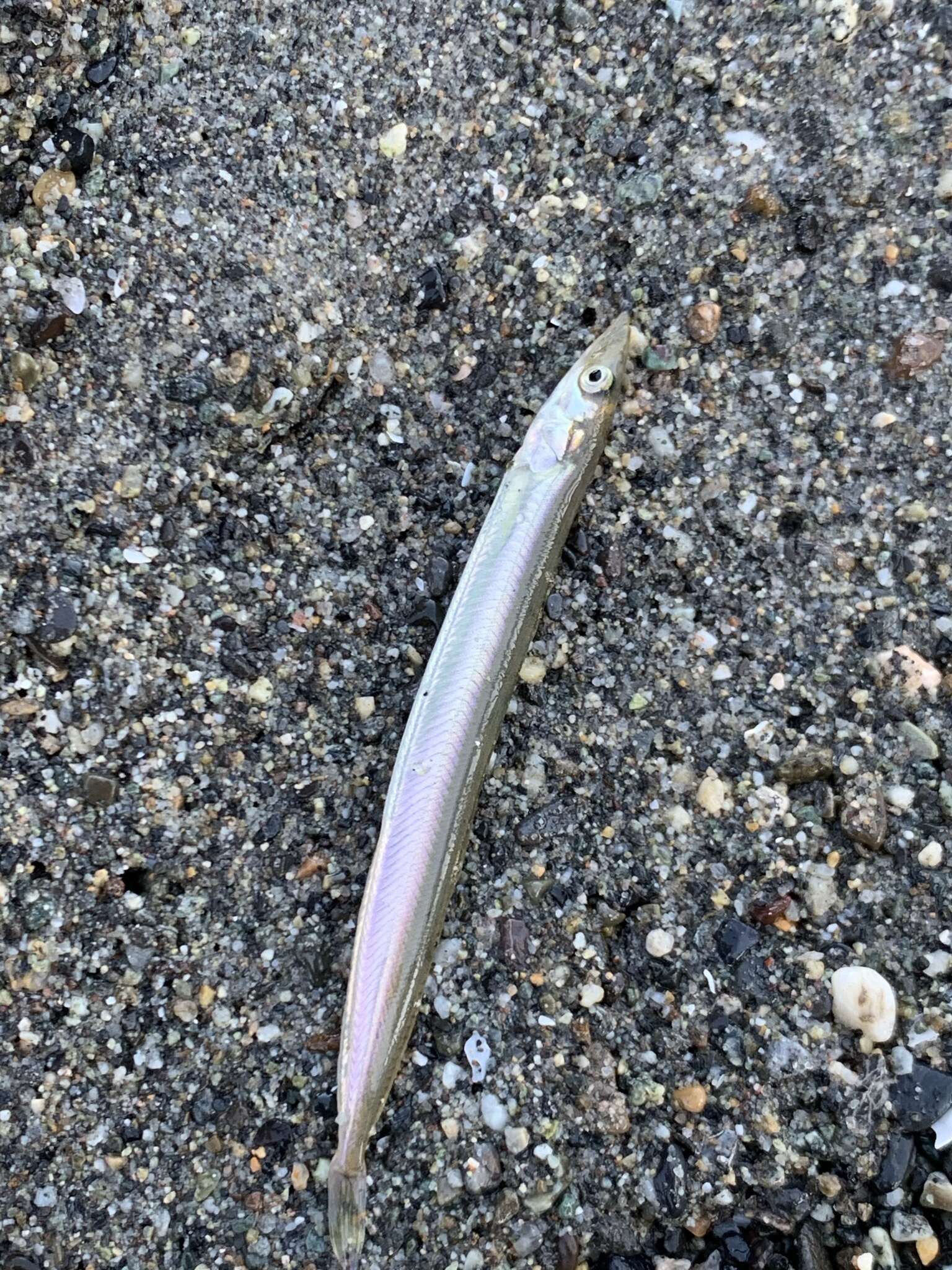 Image of Japanese sand lance