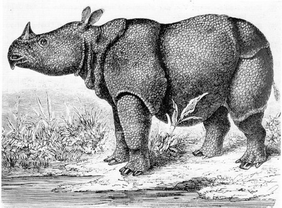 extinct javan rhinoceros