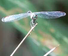 Risiophlebia dohrni (Krüger 1902) resmi