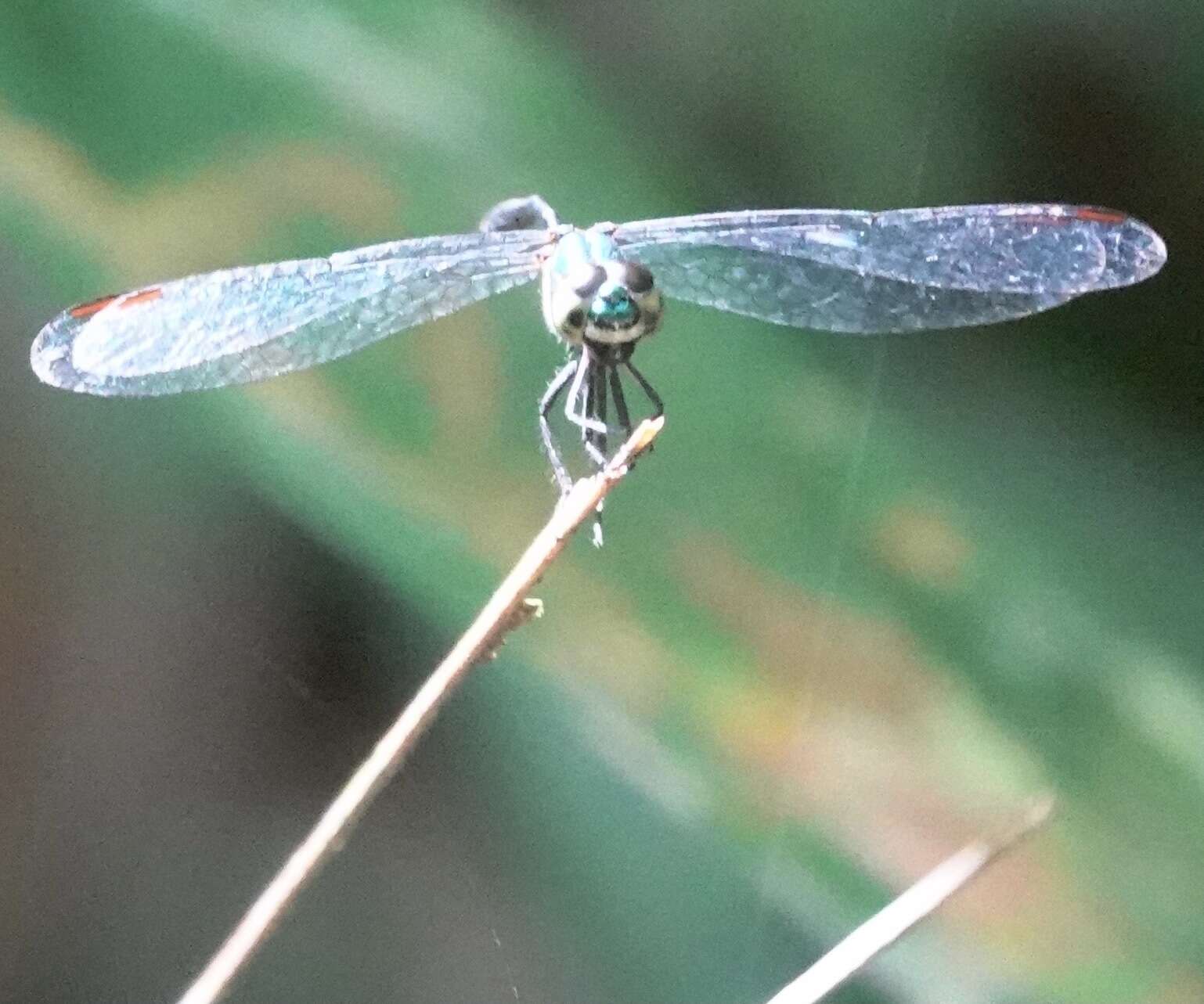 Risiophlebia dohrni (Krüger 1902) resmi