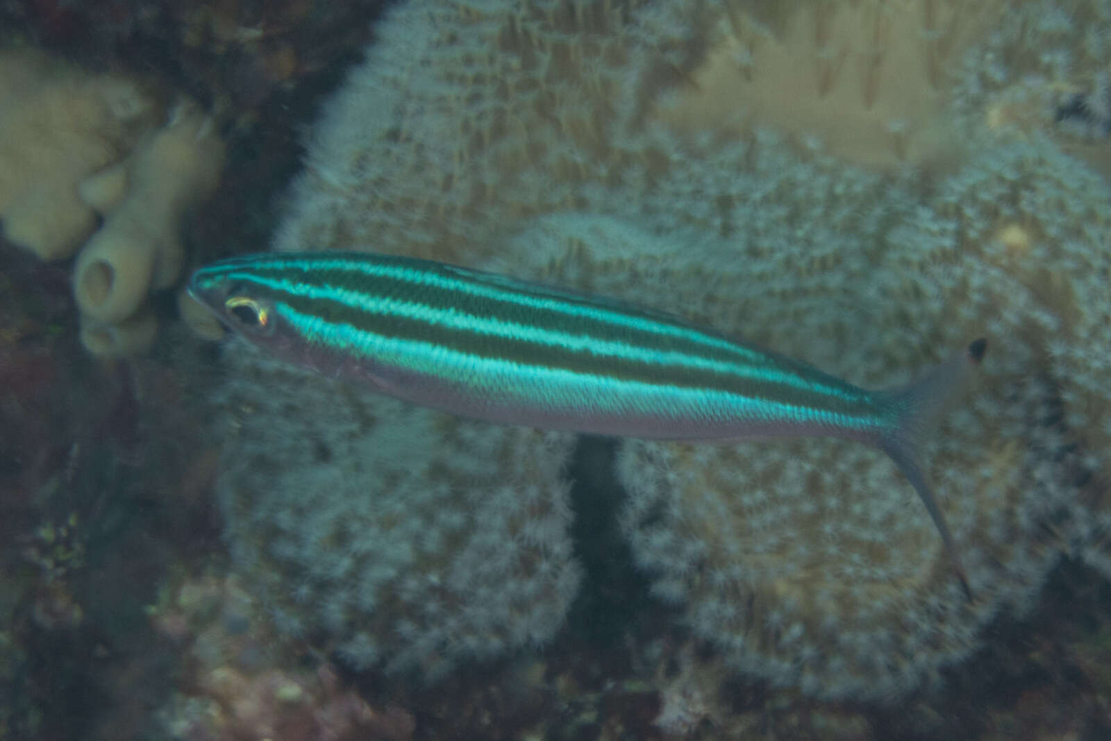 Imagem de Pterocaesio trilineata Carpenter 1987