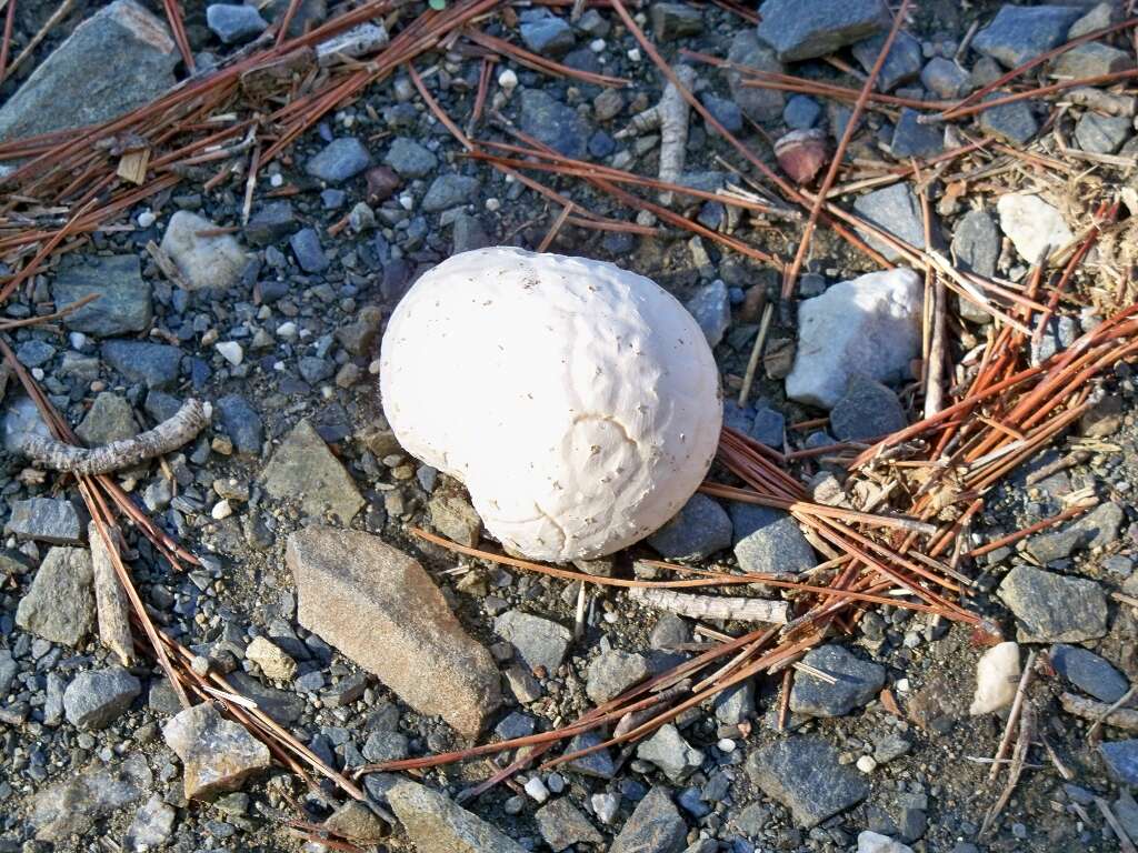 Image de Lycoperdon dermoxanthum Vittad. 1843