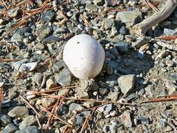 Image de Lycoperdon dermoxanthum Vittad. 1843