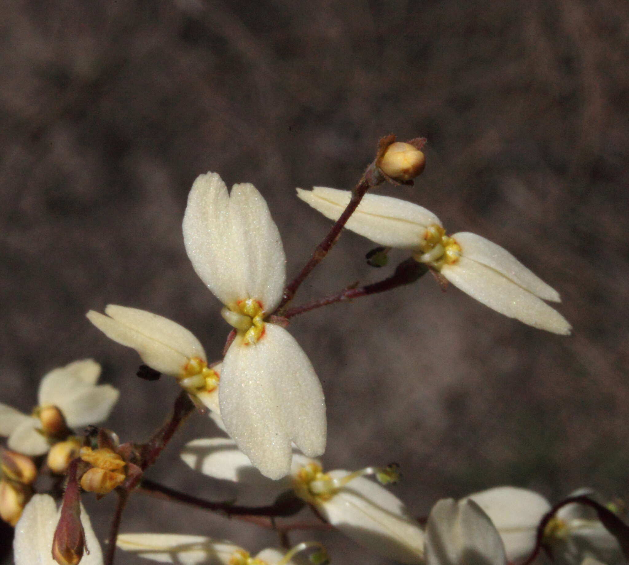 Image of Stylidium rupestre Sond.