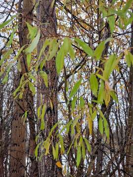 Слика од Salix arbusculoides Anderss.