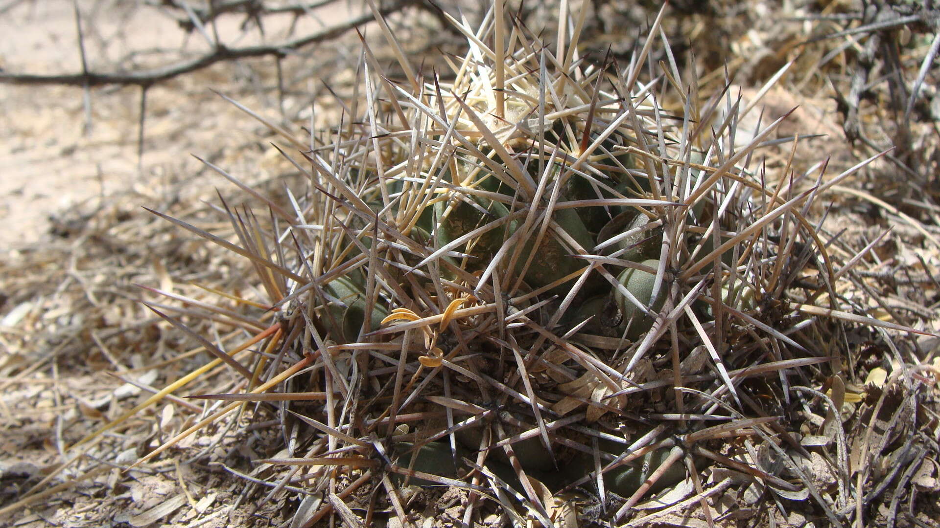 Image of Pima Pineapple Cactus