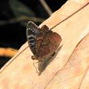 Image of Common Nymph