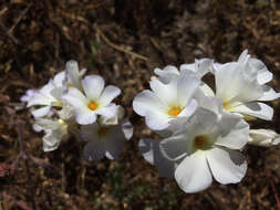 Image of largeflower linanthus