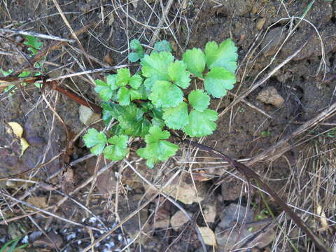 Image de Ligusticum scoticum subsp. hultenii (Fern.) Calder & Roy L. Taylor