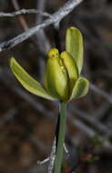 Image of Albuca schoenlandii Baker