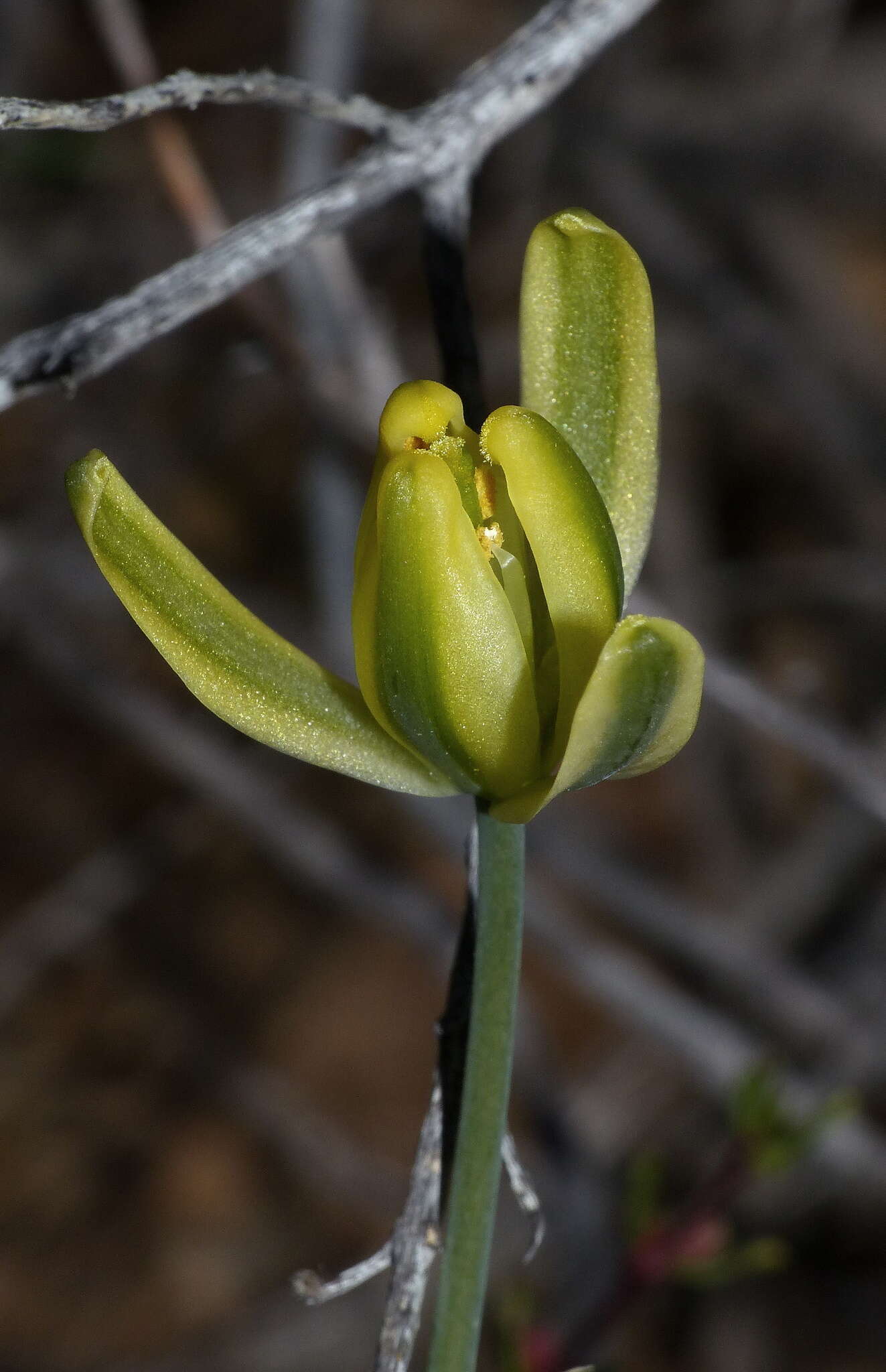 Image of Albuca schoenlandii Baker