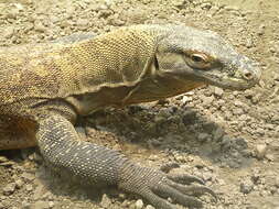 Image of Komodo Dragon