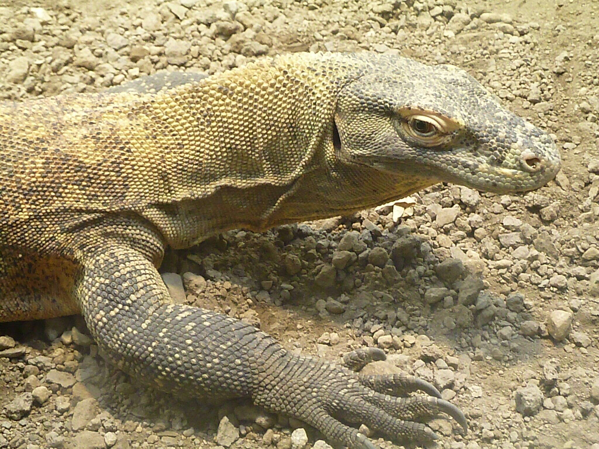 Image of Komodo Dragon