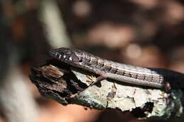 Image of Elgaria kingii ferruginea Webb 1962