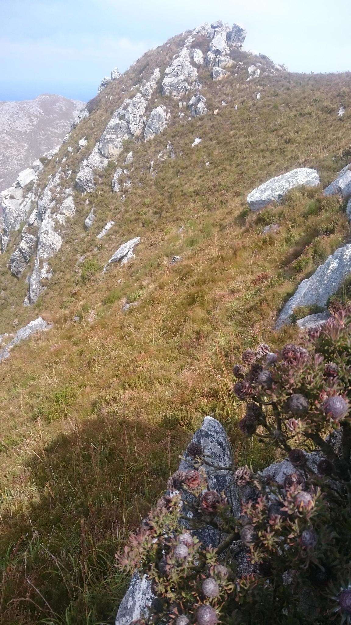 Image of Leucadendron radiatum Phillips & Hutchinson