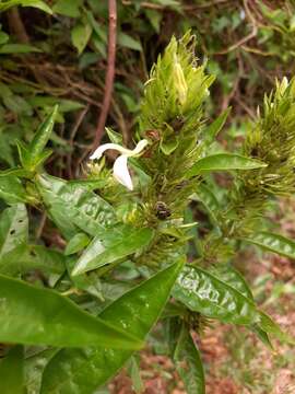 Image de Poikilacanthus glandulosus (Nees) L. Ariza Espinar