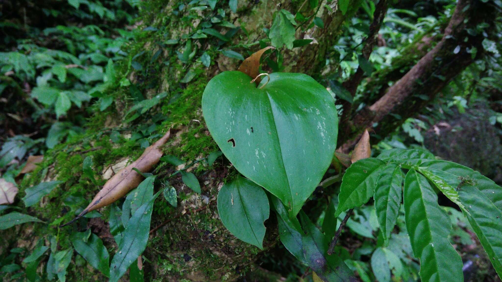 Imagem de Liparis cordifolia Hook. fil.