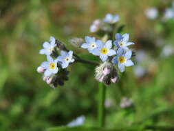 Image of field forget-me-not