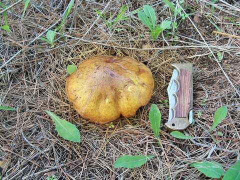 Plancia ëd Suillus mediterraneensis (Jacquet. & J. Blum) Redeuilh 1992