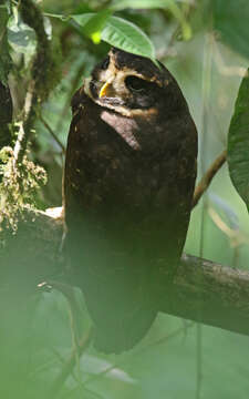 Image of Band-bellied Owl