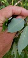 Image of balsam willow