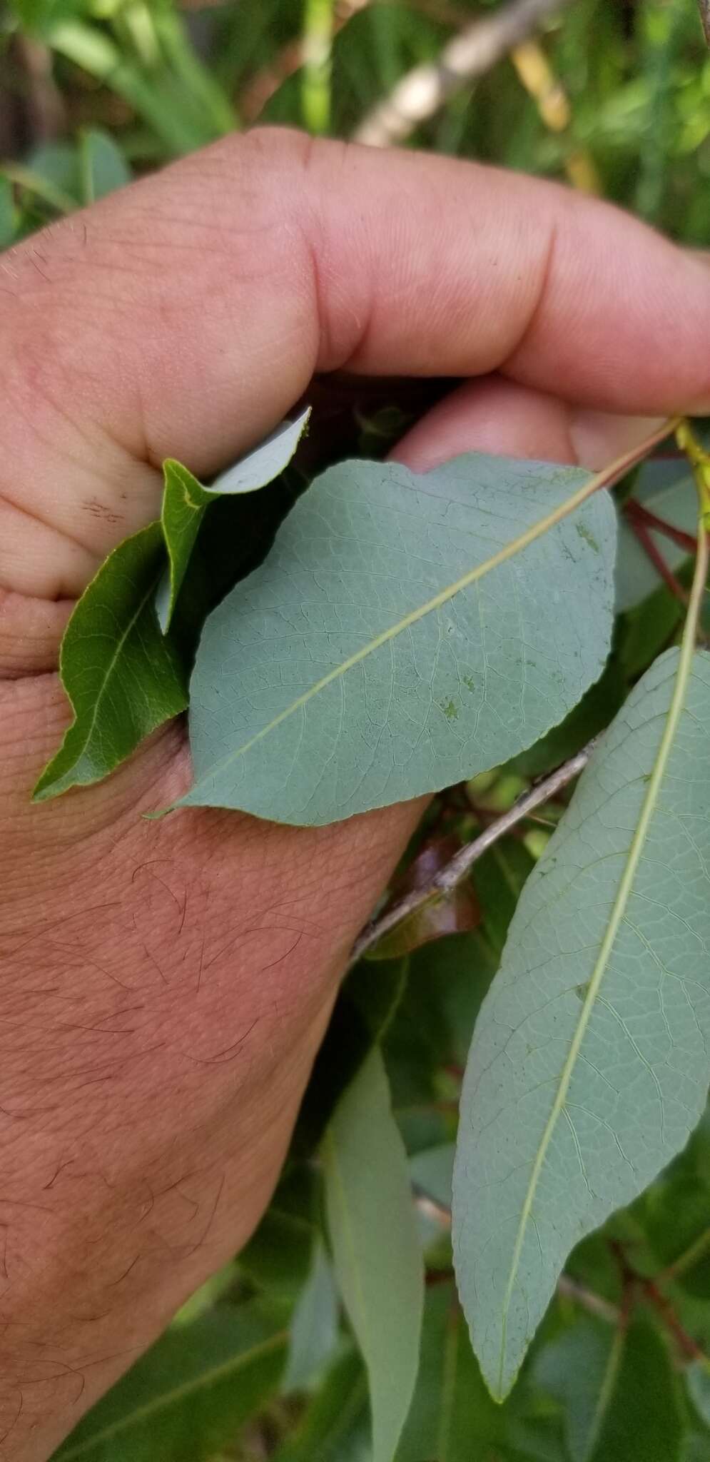 Image de Salix pyrifolia Anderss.