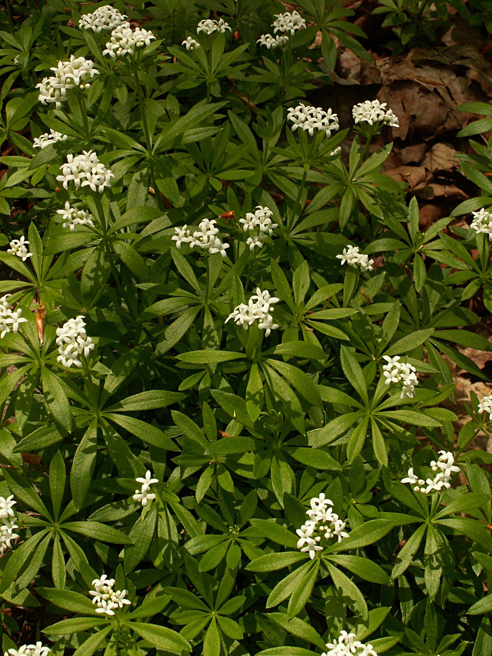 Image of Woodruff