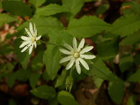 Image of star chickweed