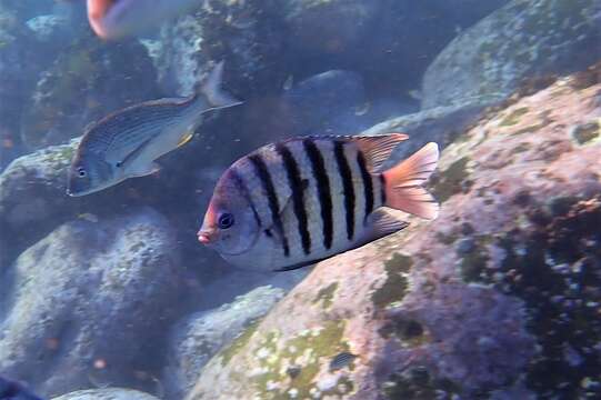 Image of Bengal sergeant