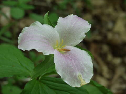 Image of White trillium